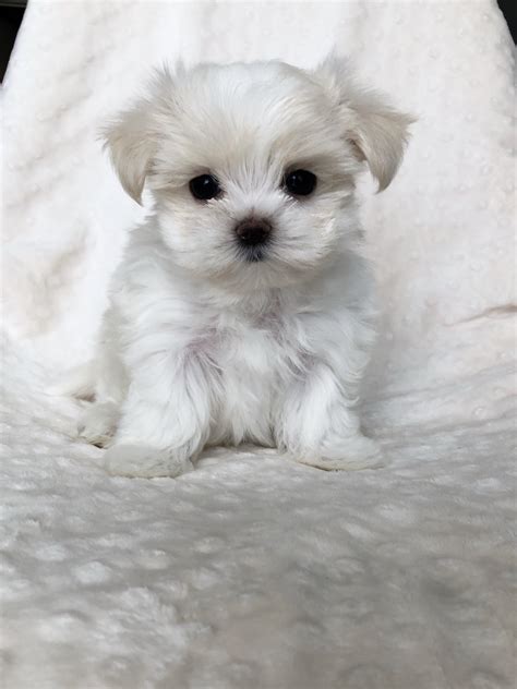 He has the snubbed little short nose giving the TRUE baby doll face, very deep black points, tight patellas, nice coat. . Teacup maltese puppies for sale under 500 near me